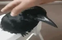 CrowPet emote for Discord