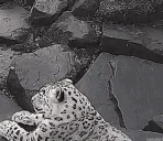 Crazy emote for Discord