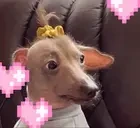 creaturePinkName emote for Discord