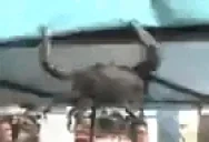 crabgains emote for Discord