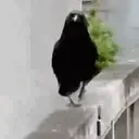 Crow animated emote for Discord, Twitch and Slack