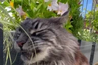 CRUNCH emote for Discord