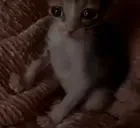 CryingCat emote for Discord