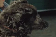 creatureBruh emote for Discord