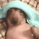 creatureSick emote for Discord