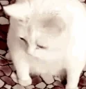 CreamCat emote for Discord