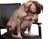 creatureLegDay emote for Discord