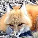 crunchy emote for Discord