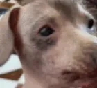 creatureJAM emote for Discord