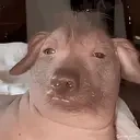 creatureSquish emote for Discord