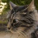 CrazyCat emote for Discord