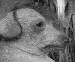 creatureBlackandWhite emote for Discord