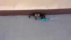 CrabKnife emote for Discord