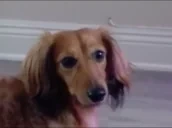 creepin emote for Discord