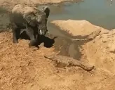 crocodile emote for Discord