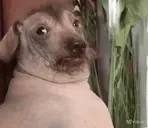 creaturePossessed emote for Discord