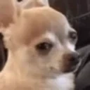 CryingDog emote for Discord
