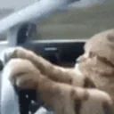 crashkitty emote for Discord