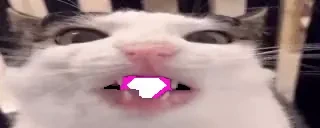 crunchVIP emote for Discord