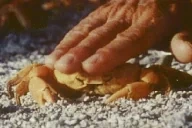 CrabPats emote for Discord