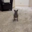 creeper__sc emote for Discord