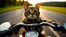 Cruising emote for Discord