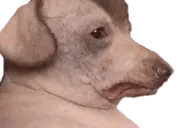 creatureDiesOfCringe emote for Discord