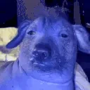 CreatureButBlue emote for Discord