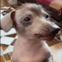 creatureTasty emote for Discord