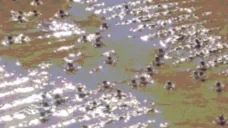 CRABBER emote for Discord