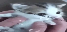 draaaingaaaaang emote for Discord