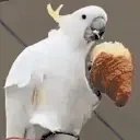 dqueakybutt emote for Discord