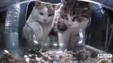 draka emote for Discord