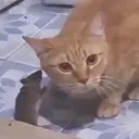 drama emote for Discord