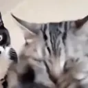 DramaQueen emote for Discord