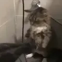 DryingCat emote for Discord