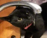 drinkNich emote for Discord