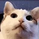 DREAMY emote for Discord