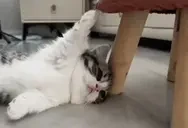 DramaQueen emote for Discord