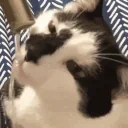 drink emote for Discord