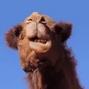DryCamel emote for Discord