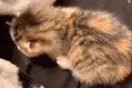 dramacat emote for Discord