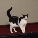 DraculaPoofy emote for Discord