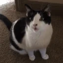 DraculaMeow emote for Discord