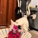 Dragonfruit emote for Discord