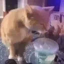 drink emote for Discord