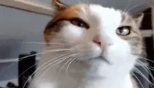 DRUGBLO emote for Discord