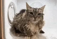 dryer emote for Discord