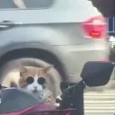 dripArrive emote for Discord