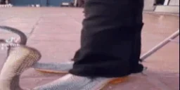 DripShoes emote for Discord